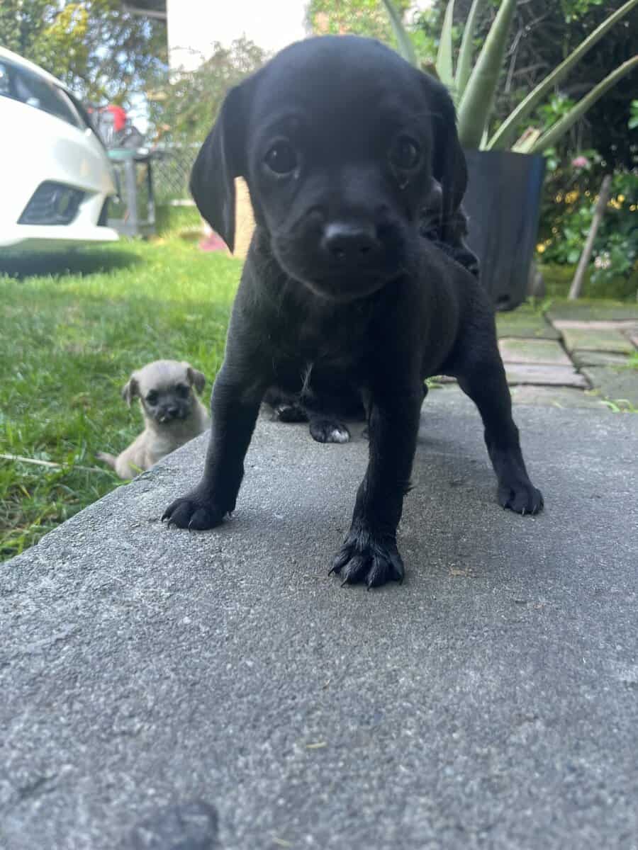 PUPPIES FOR FEE image 3