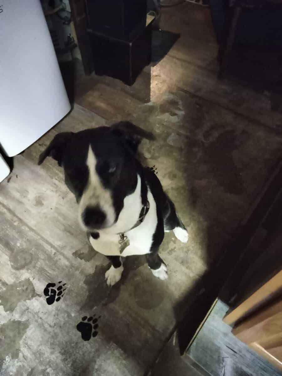 Female Pitsky 8 months old image 1
