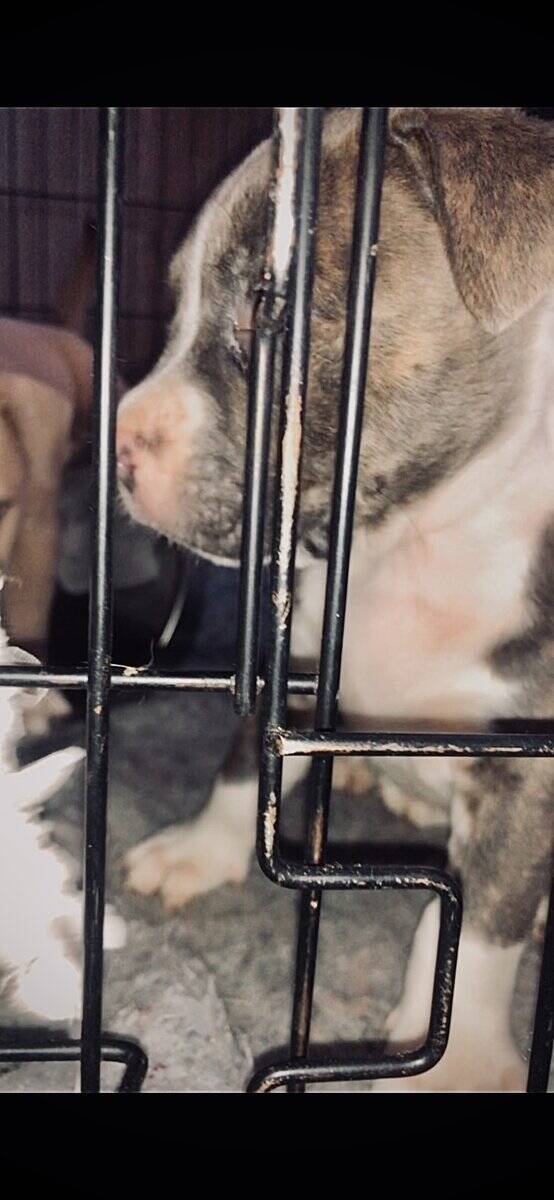 Puppies (PitBull) image 9