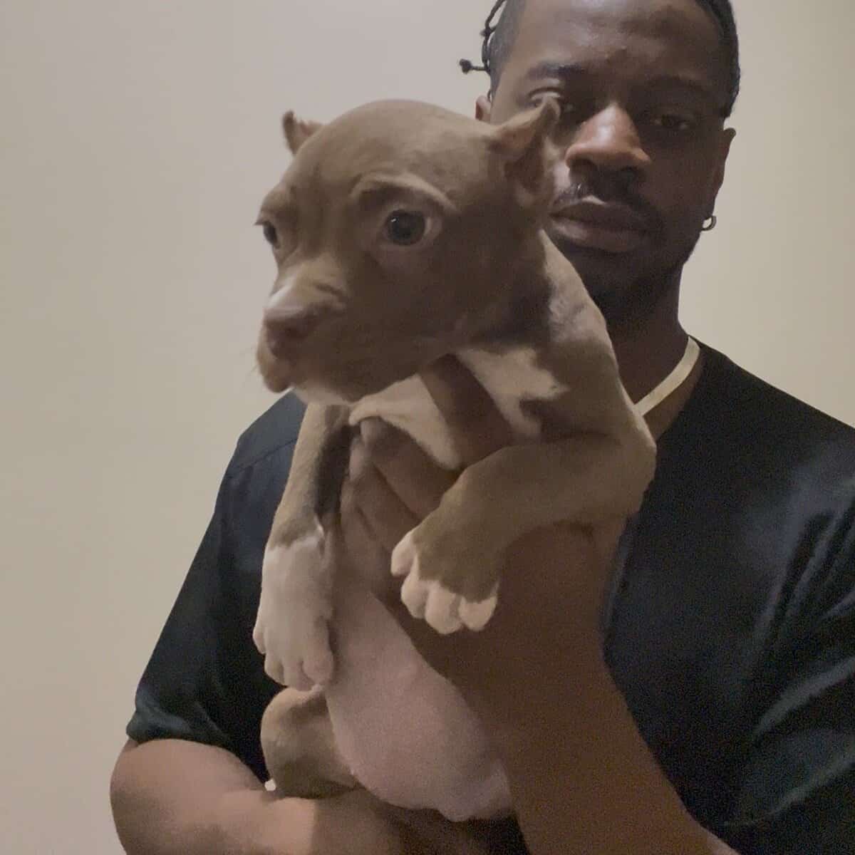 Classic American Bully females image 8