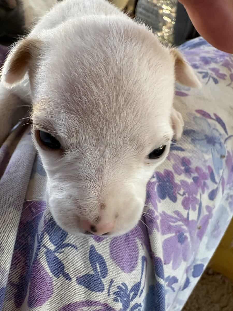 Heeler corgi mix pupies image 13