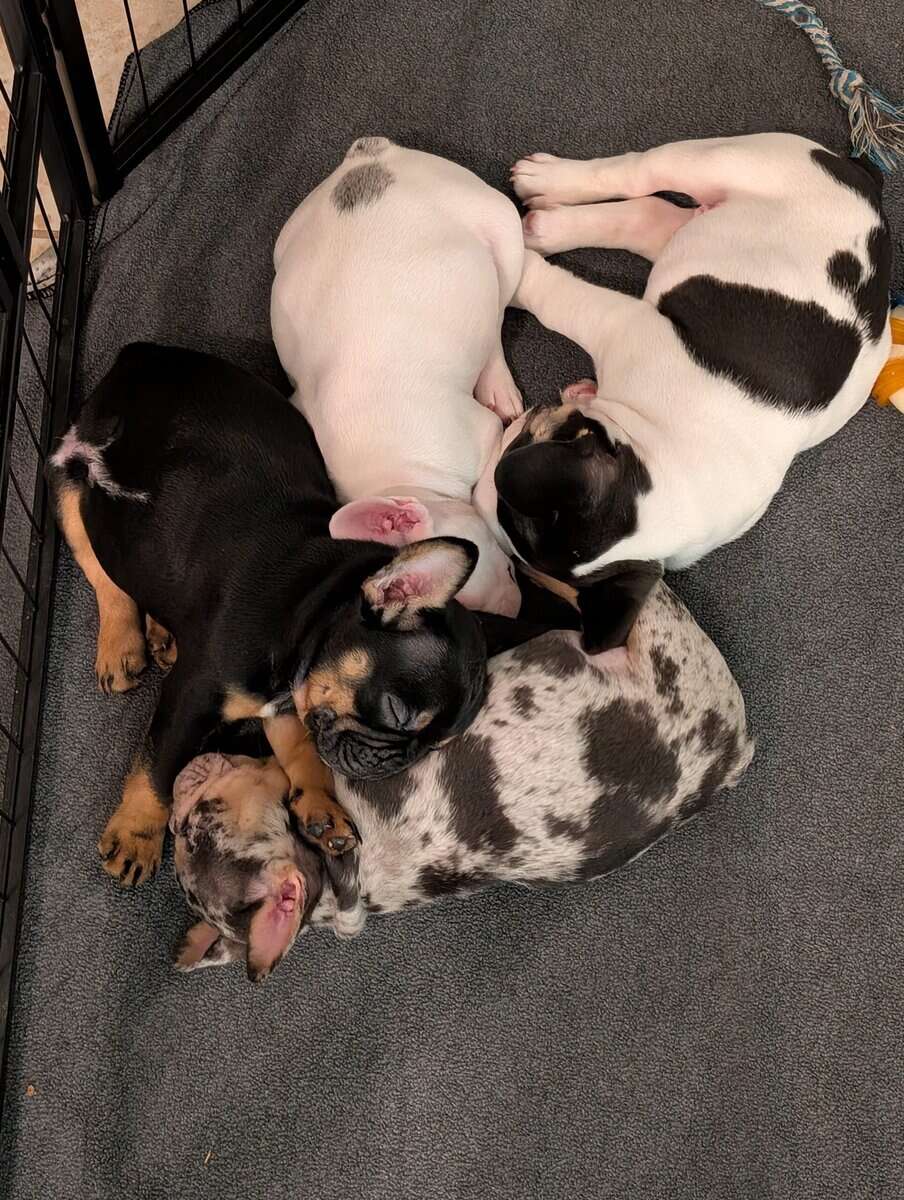 Beautiful Frenchies looking for a home image 1