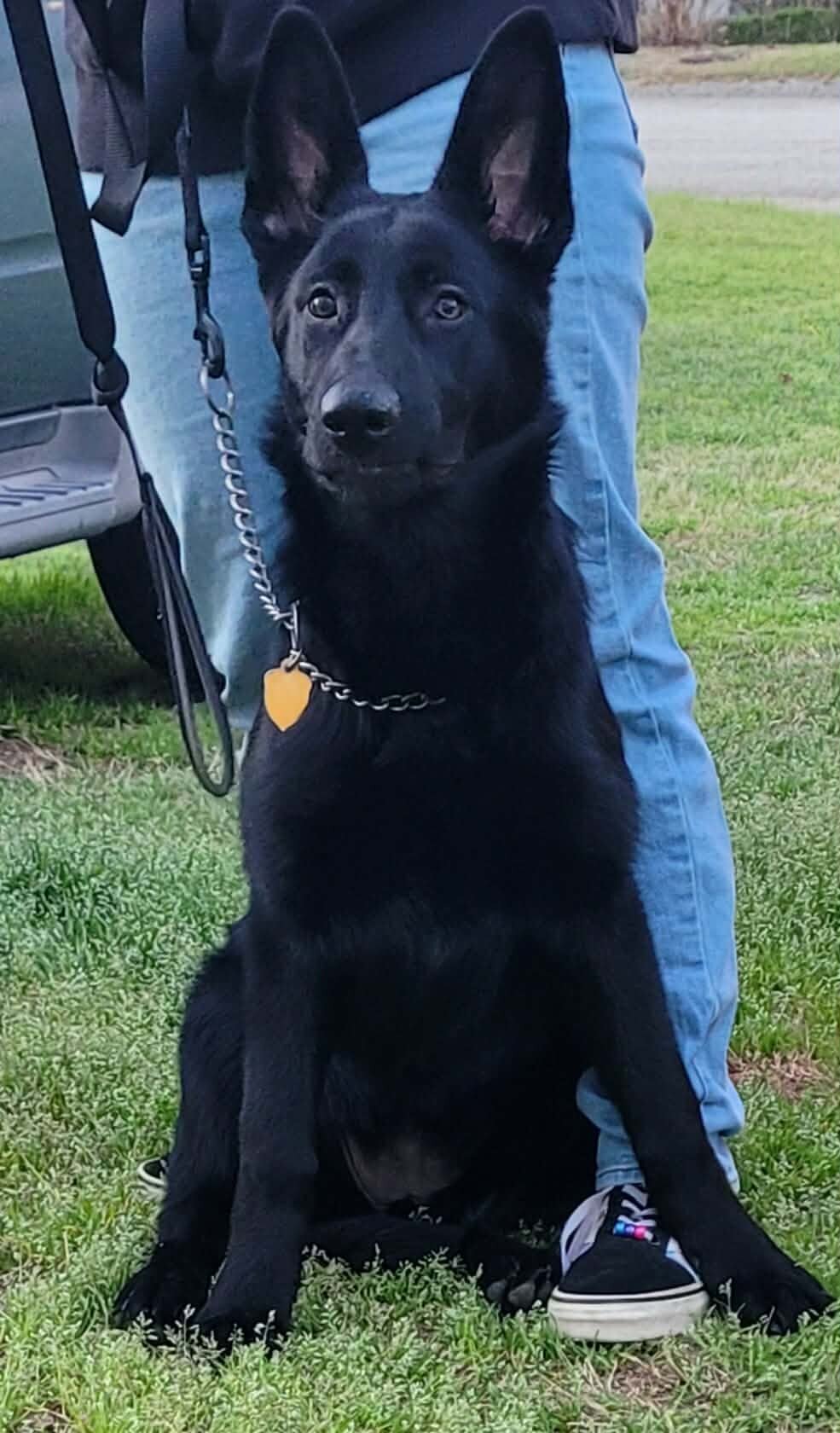 AKC German Shepard puppies for sale image 3