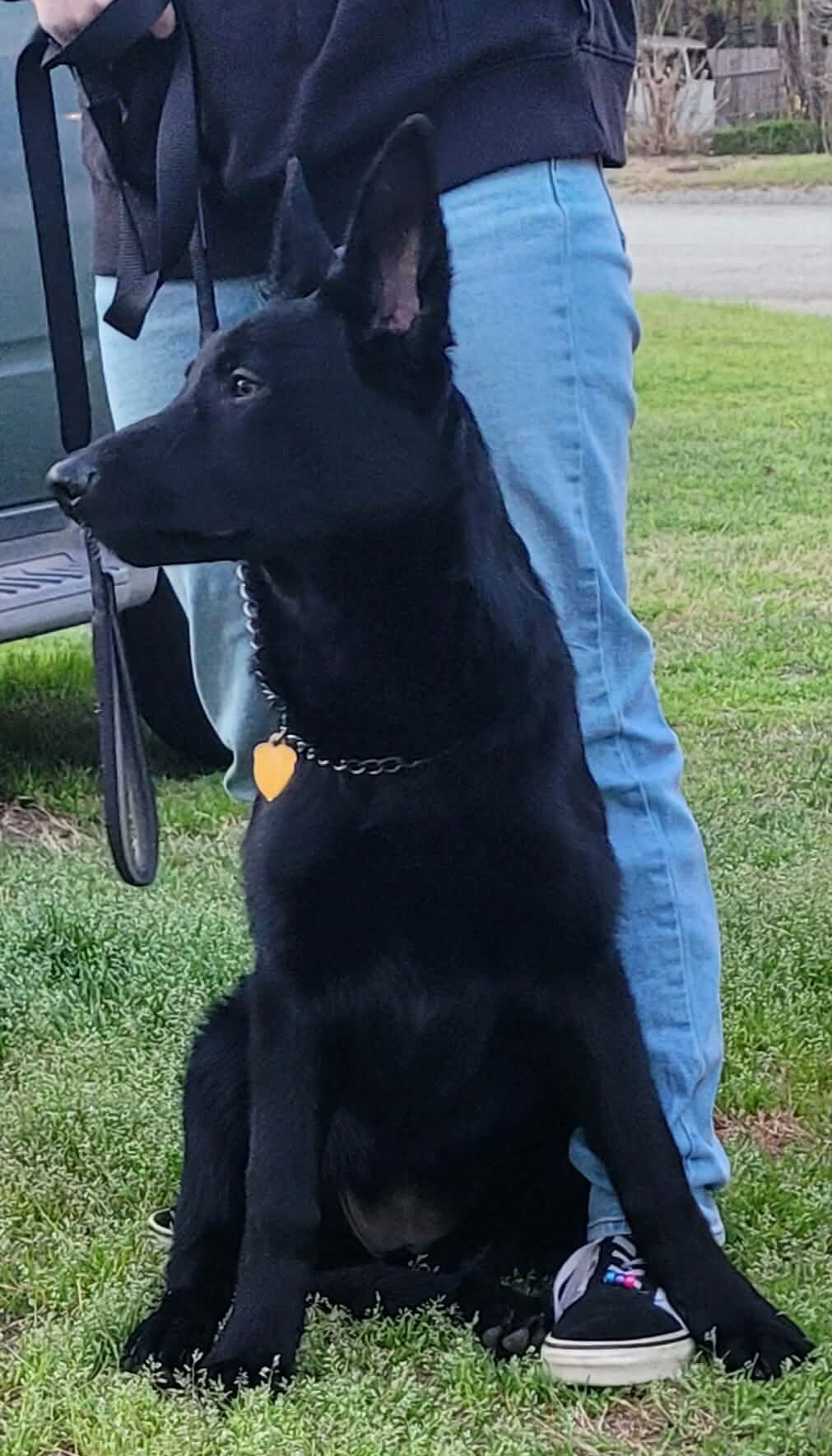 AKC German Shepard puppies for sale image 4