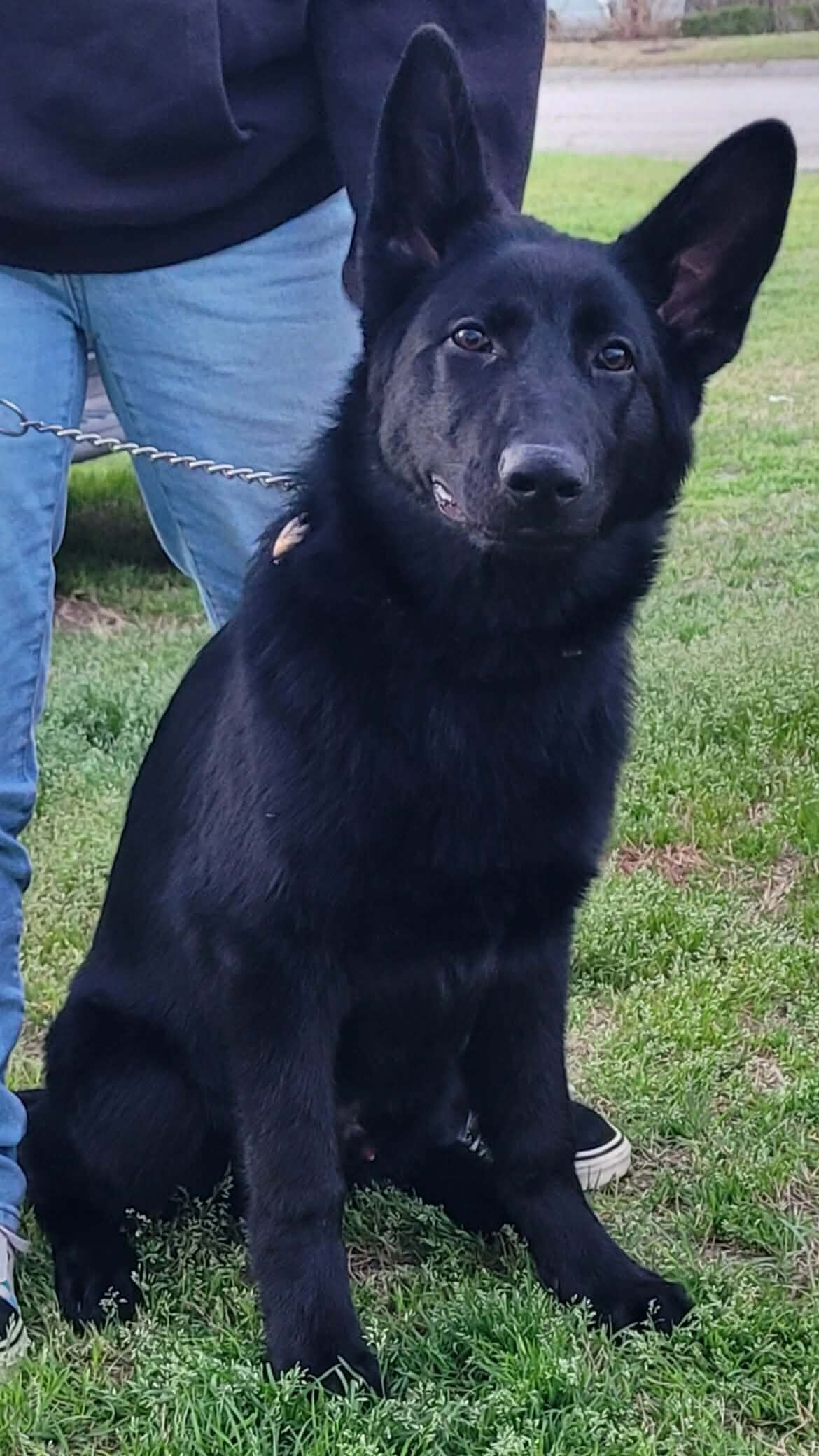 AKC German Shepard puppies for sale image 2