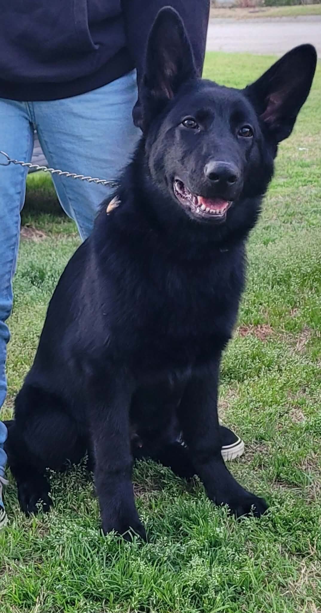 AKC German Shepard puppies for sale image 1
