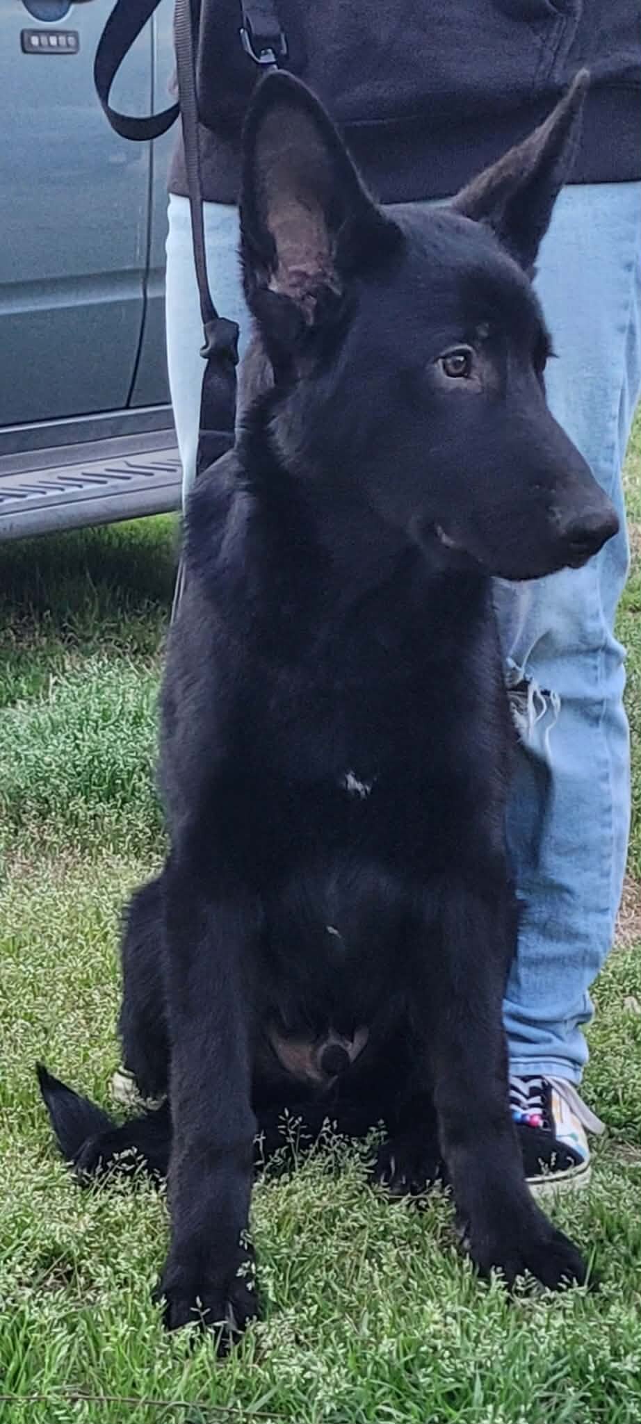 AKC German Shepard puppies for sale image 5