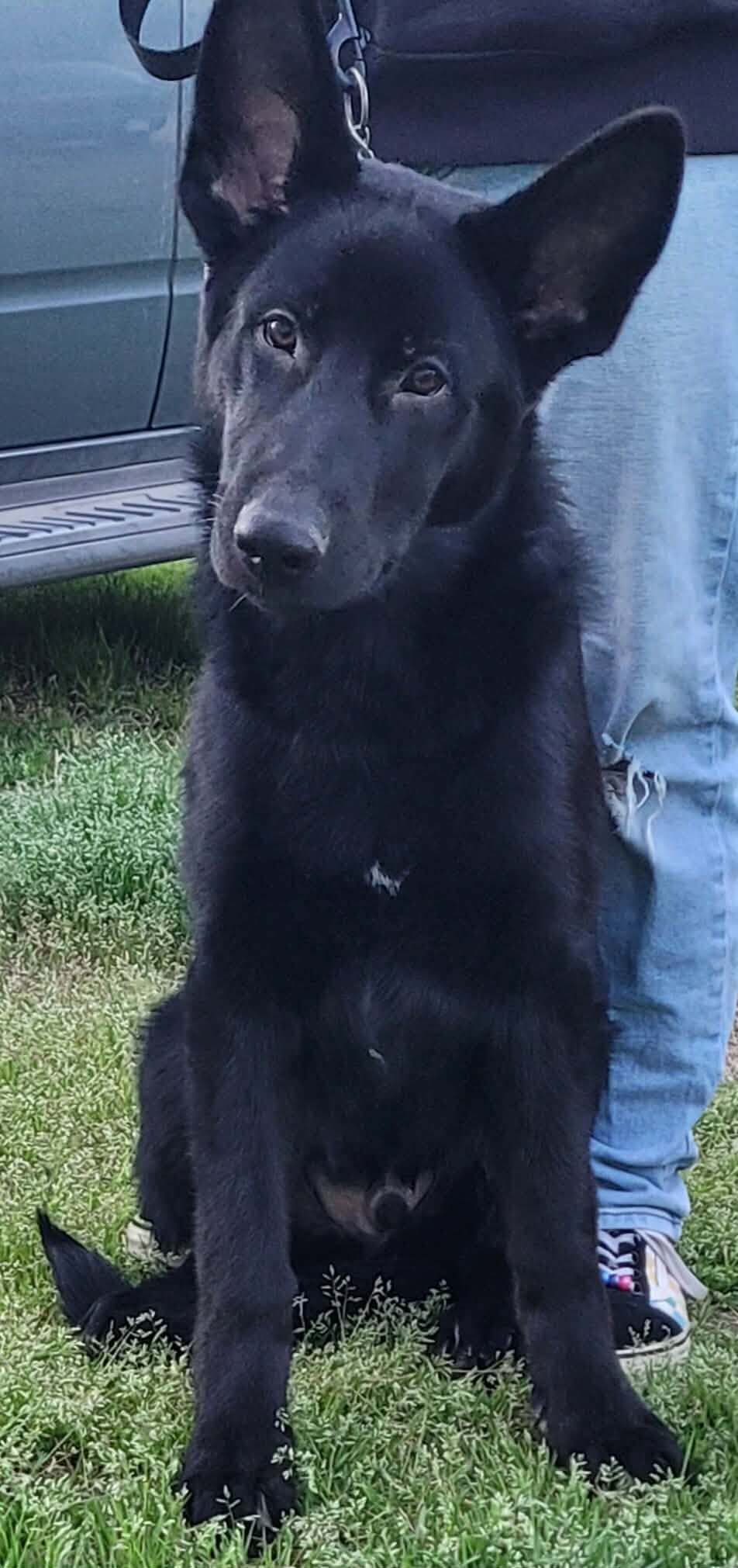 AKC German Shepard puppies for sale image 6