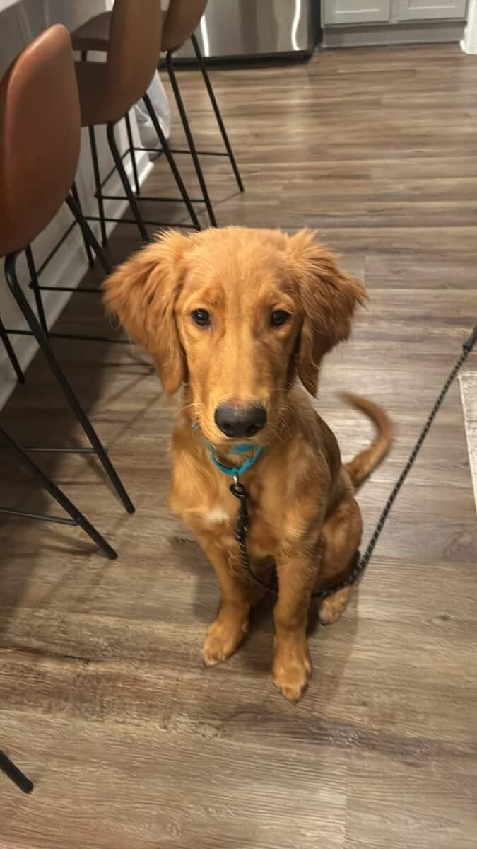 5 mo Male Golden Retriever image 2