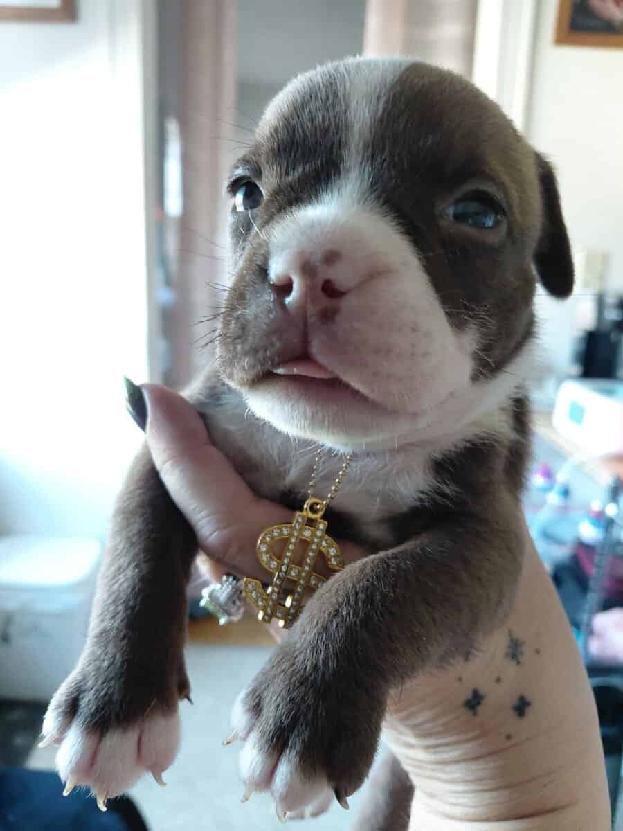 Purebred eight week old bulldog puppies for sale image 6