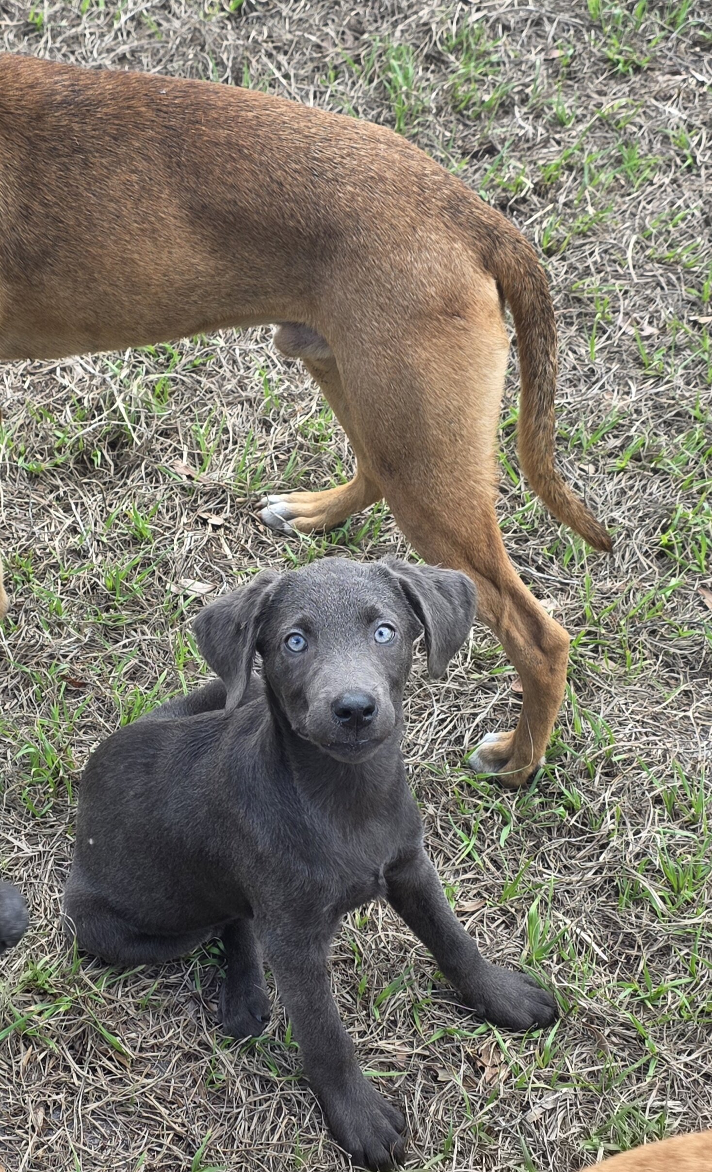 11 week old lab mixes available for adoption image 2
