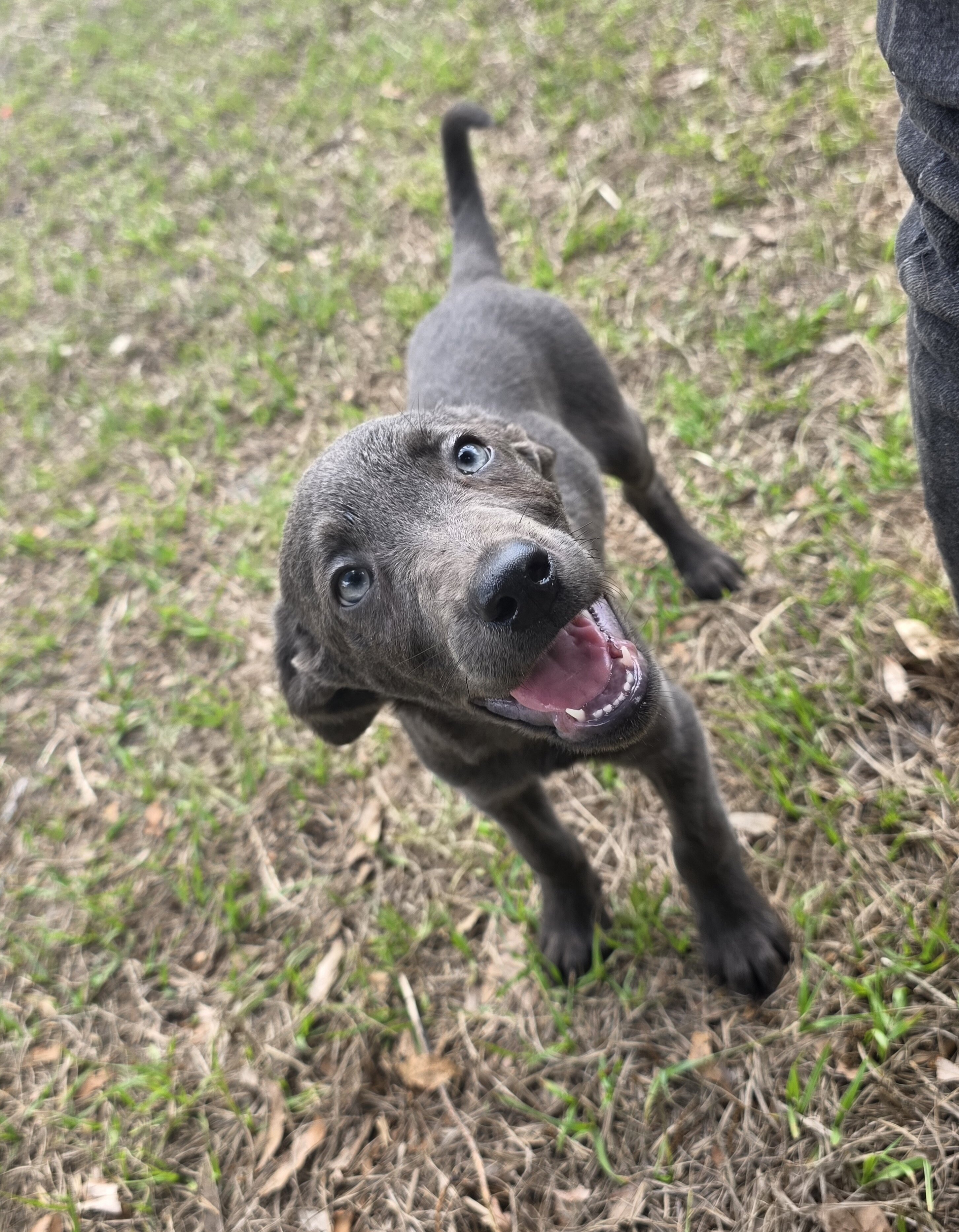 11 week old lab mixes available for adoption image 3