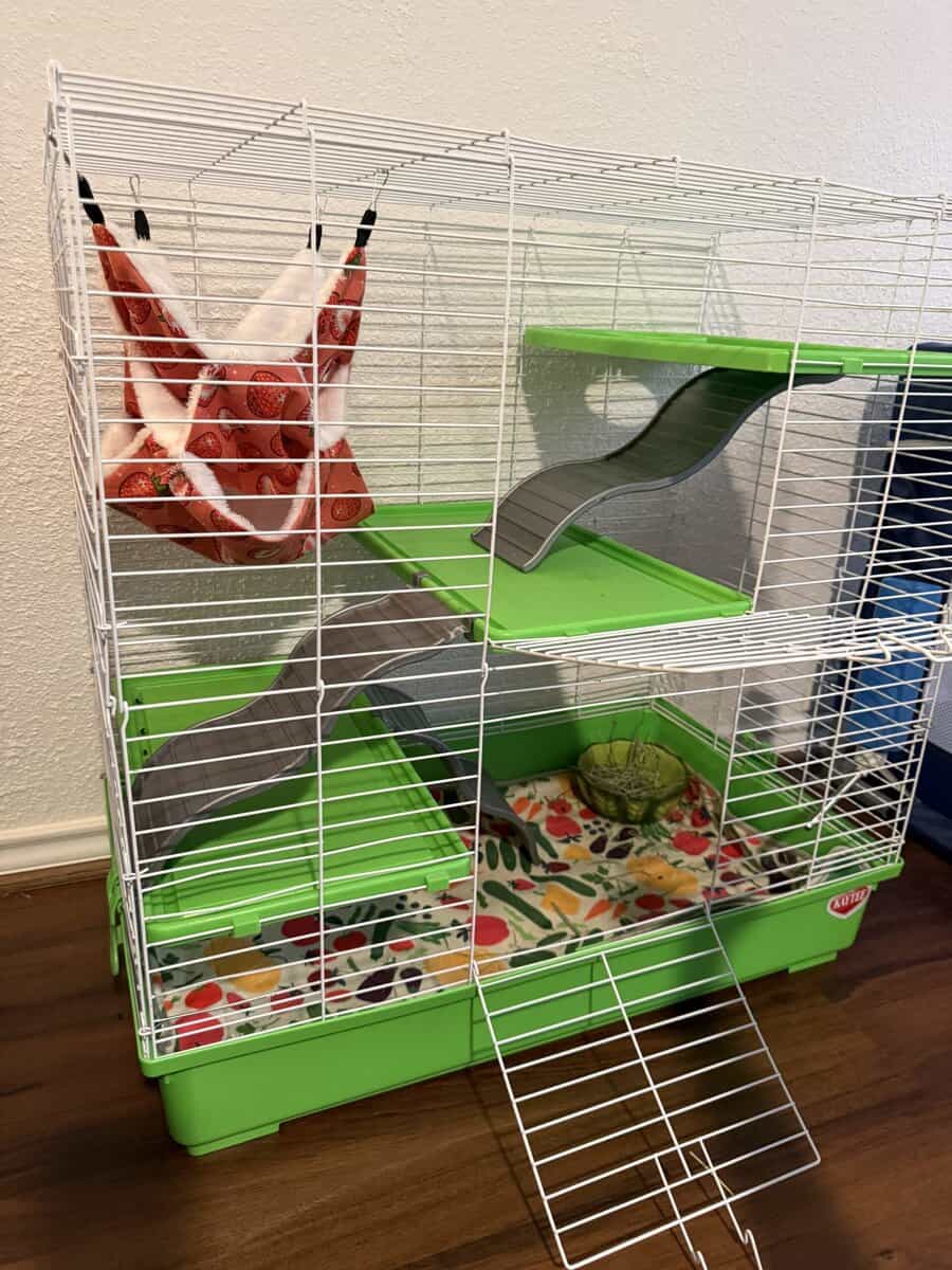 Female chinchilla w/ Full Set up image 4