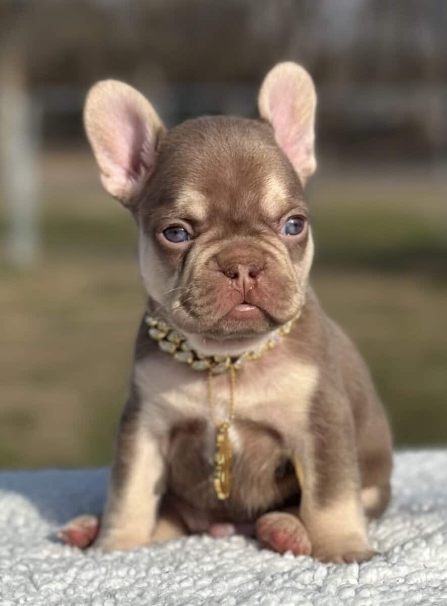 French bulldog AKC image 6