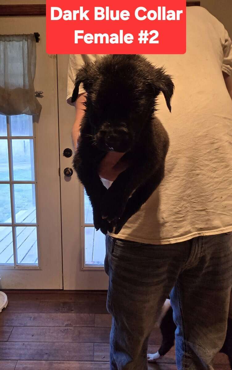 Cane Corso Belgian Malinois Puppies image 3