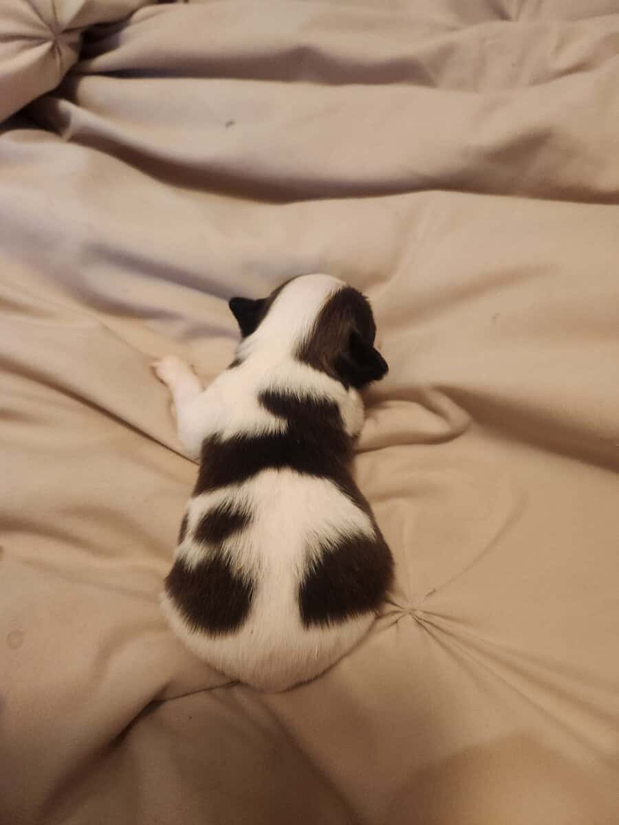 BayBell + Pepe Liter of 2 females/3 males image 11