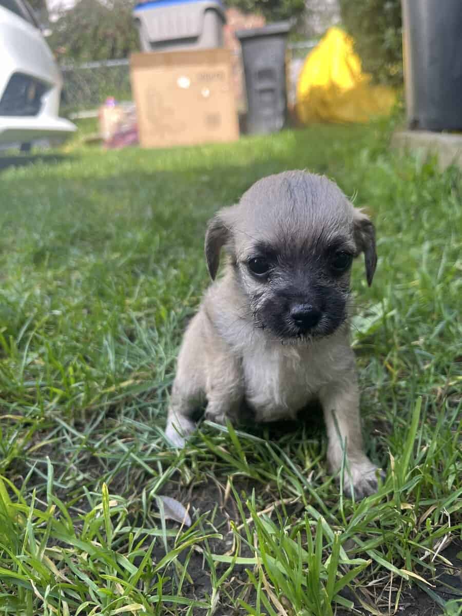PUPPIES FOR FEE image 5
