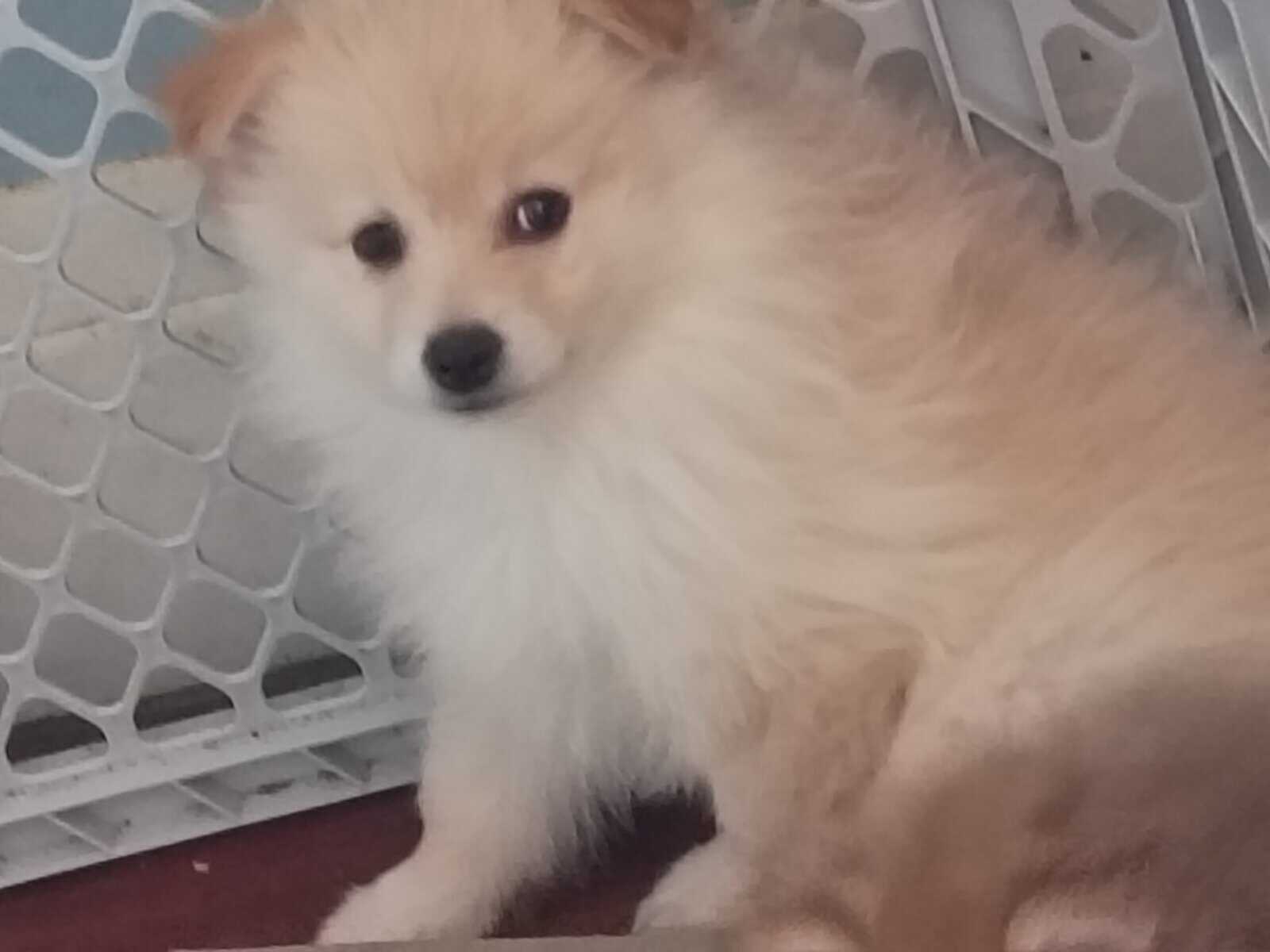 Buck the Pomeranian image 1
