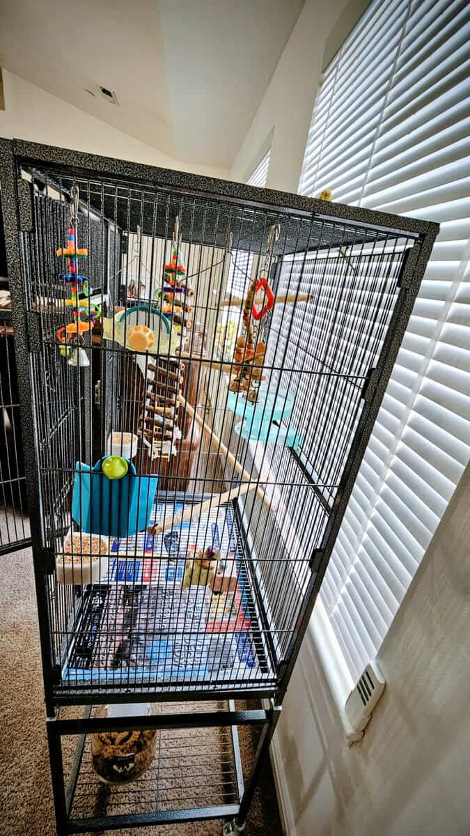 3 parakeets with birdcage, 2 boys, 1 girl. image 8