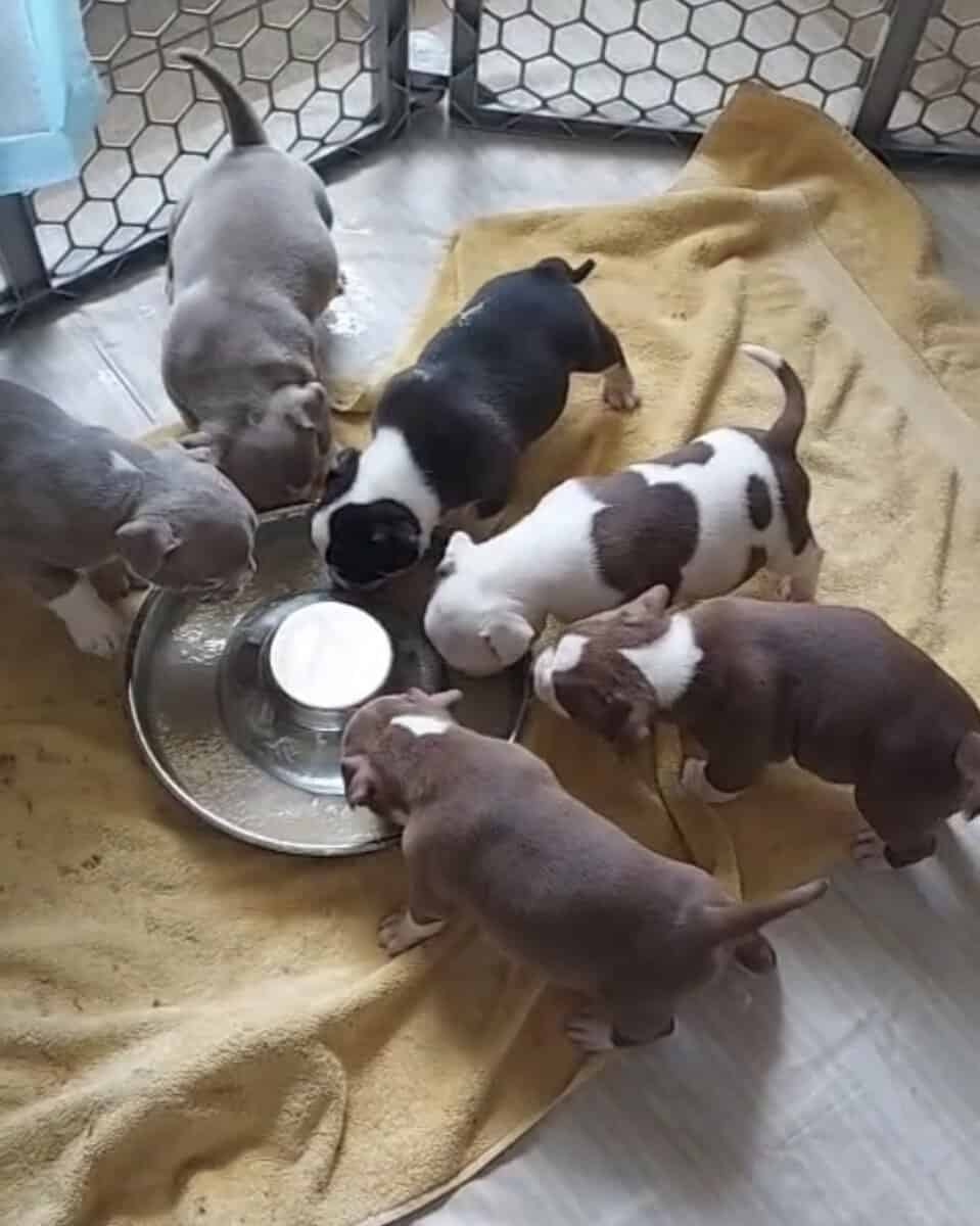 Abkc American bully puppies image 3