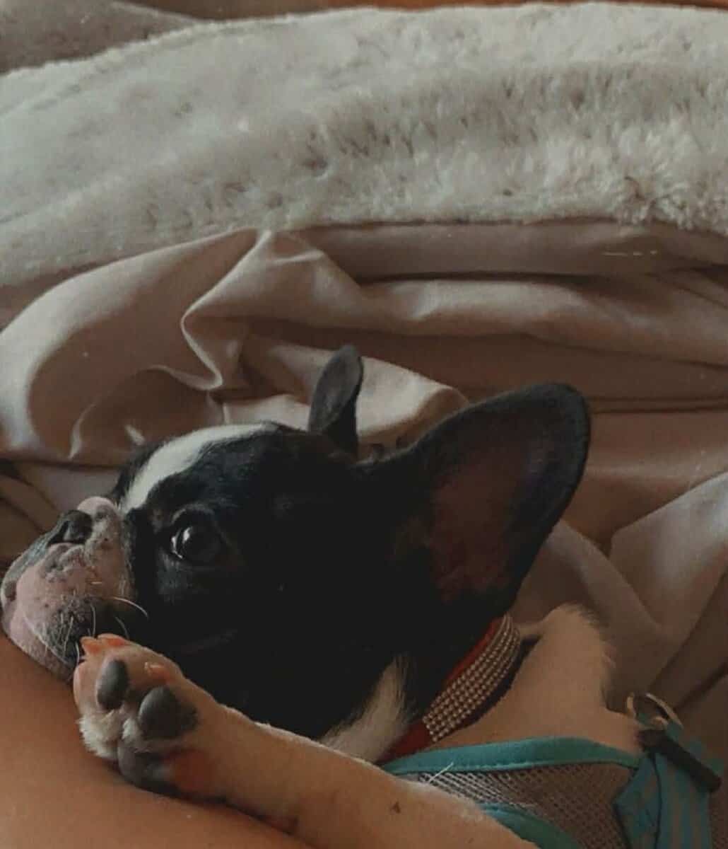 Female Frenchie looking for new home image 4