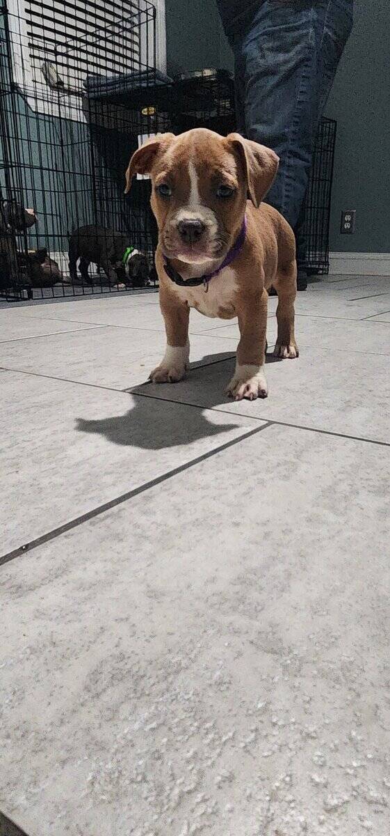 UKC Registered American Bully Puppies image 9