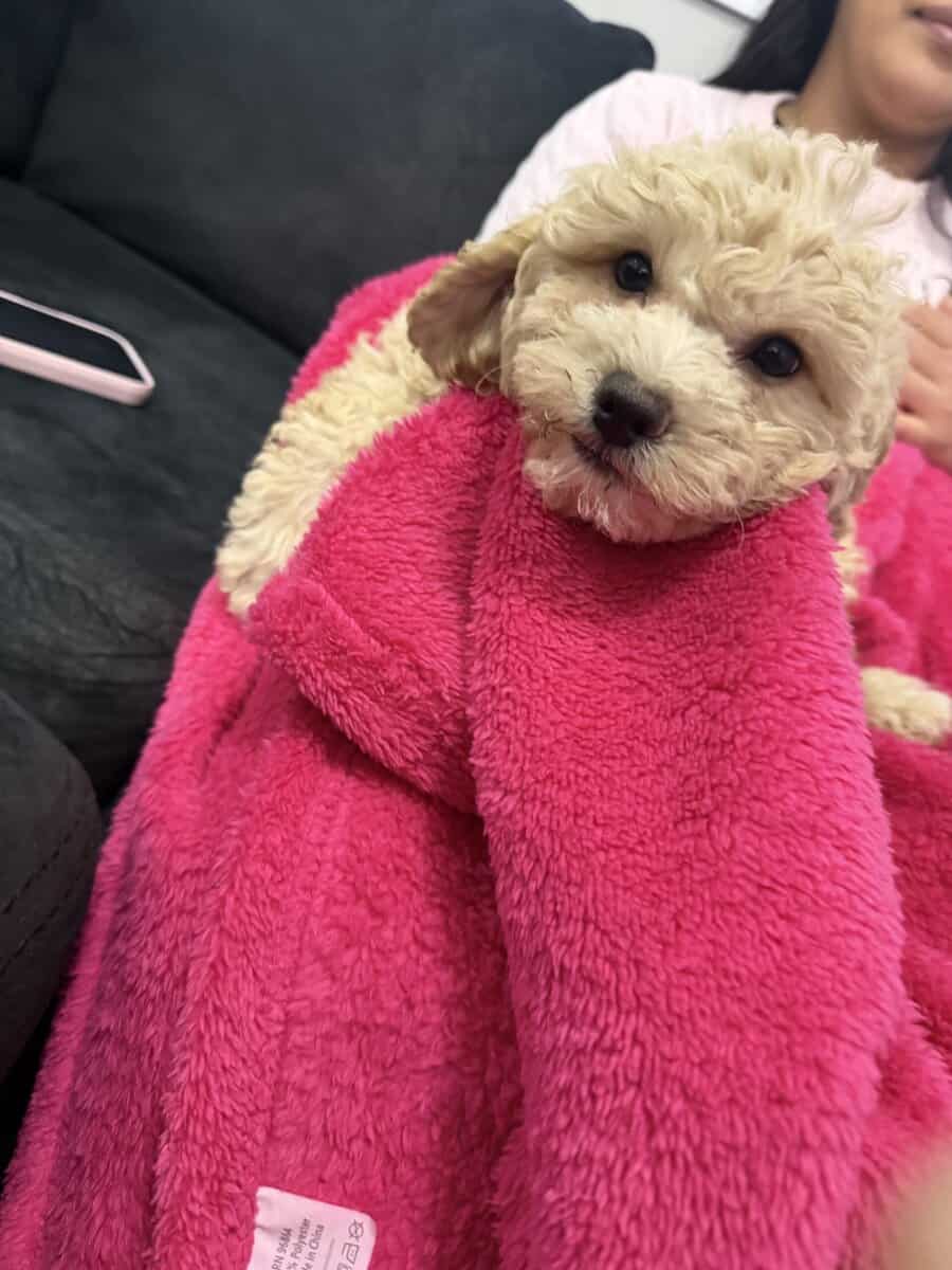 Mini Goldendoodle (15lbs Maximum) image 3