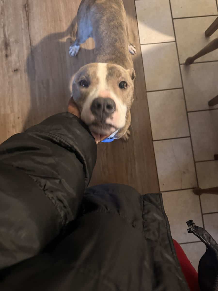 Free dog image 5
