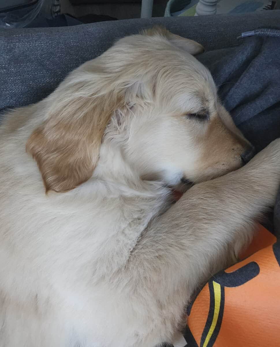 Golden Retriever Puppy image 2