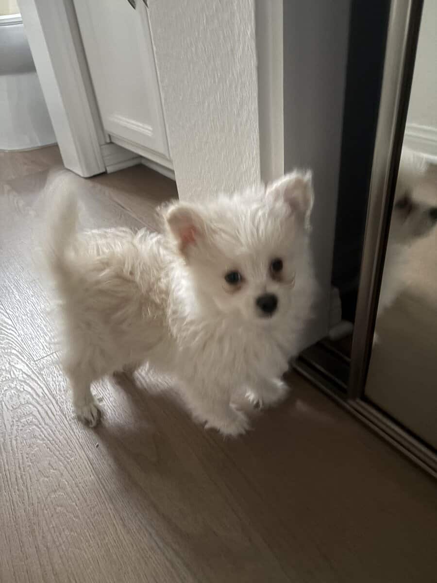 Puppy for sale image 1