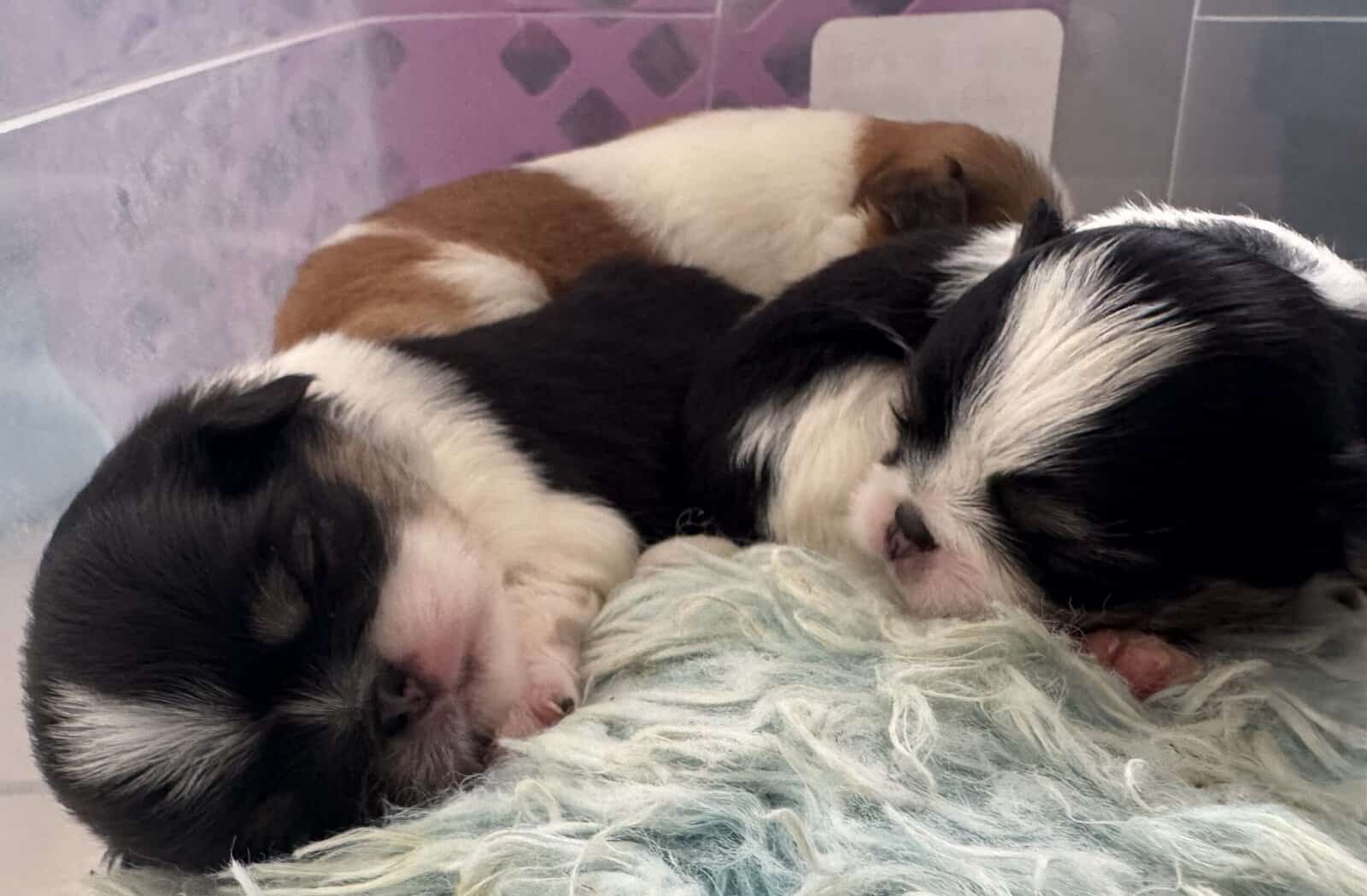AKC Japanese Chin puppies in Hawaii image 3