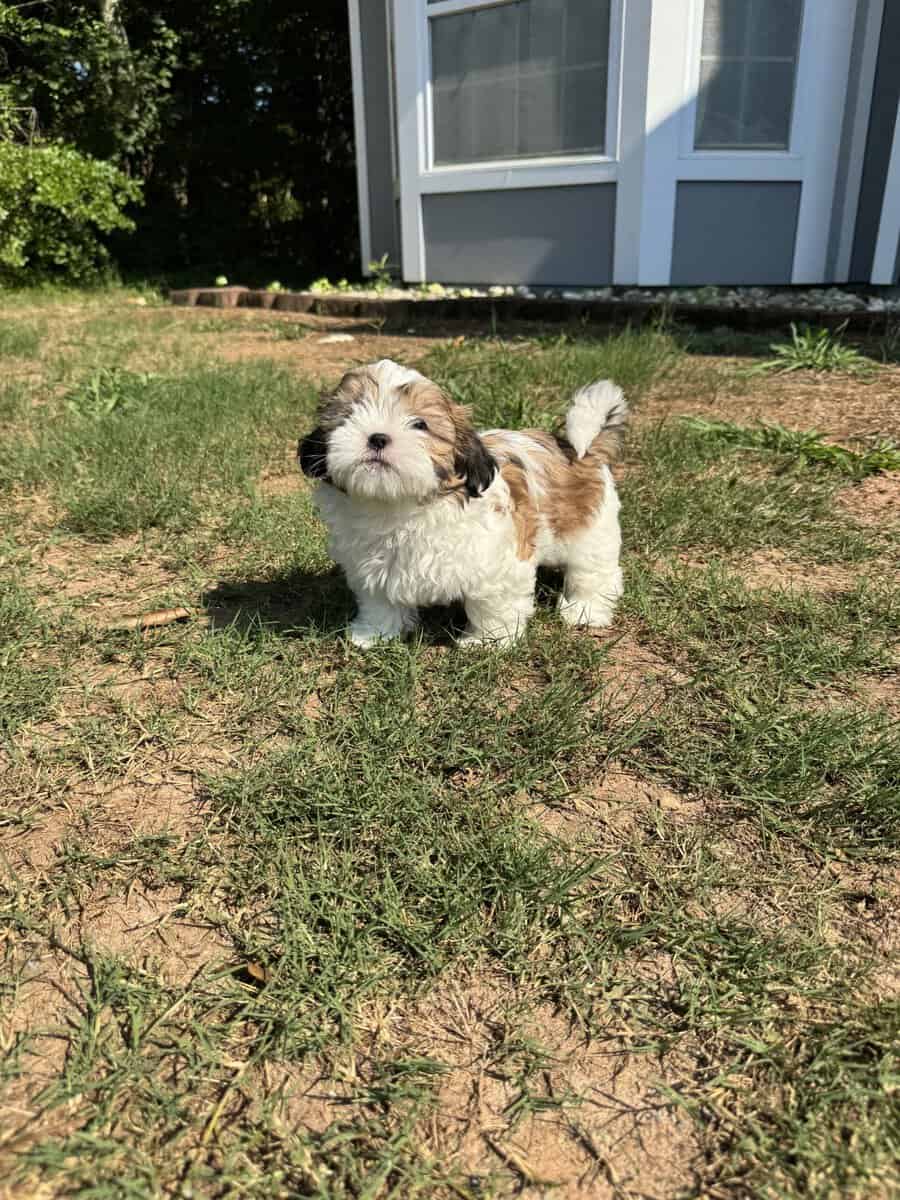 Adorable Shih Tzu Puppy image 1