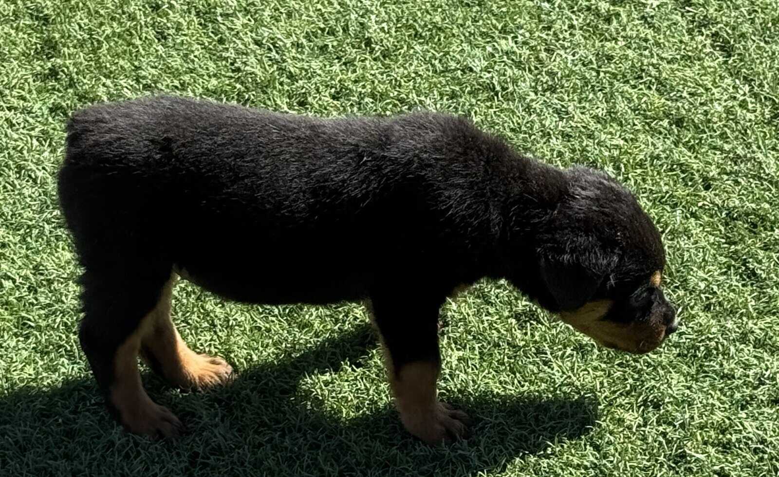 Rottweiler Pups image 11