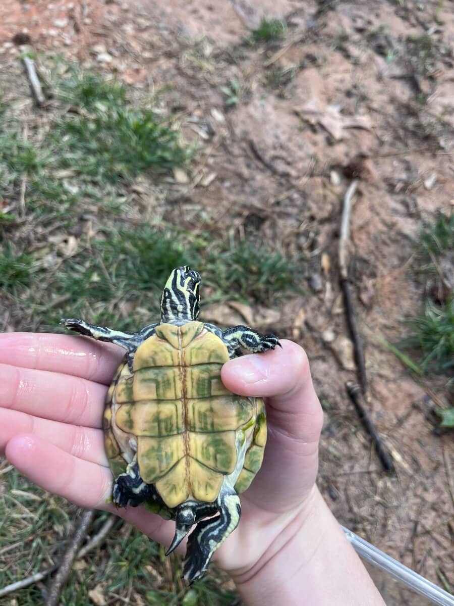 Healthy juvenile yellow belly slider image 3