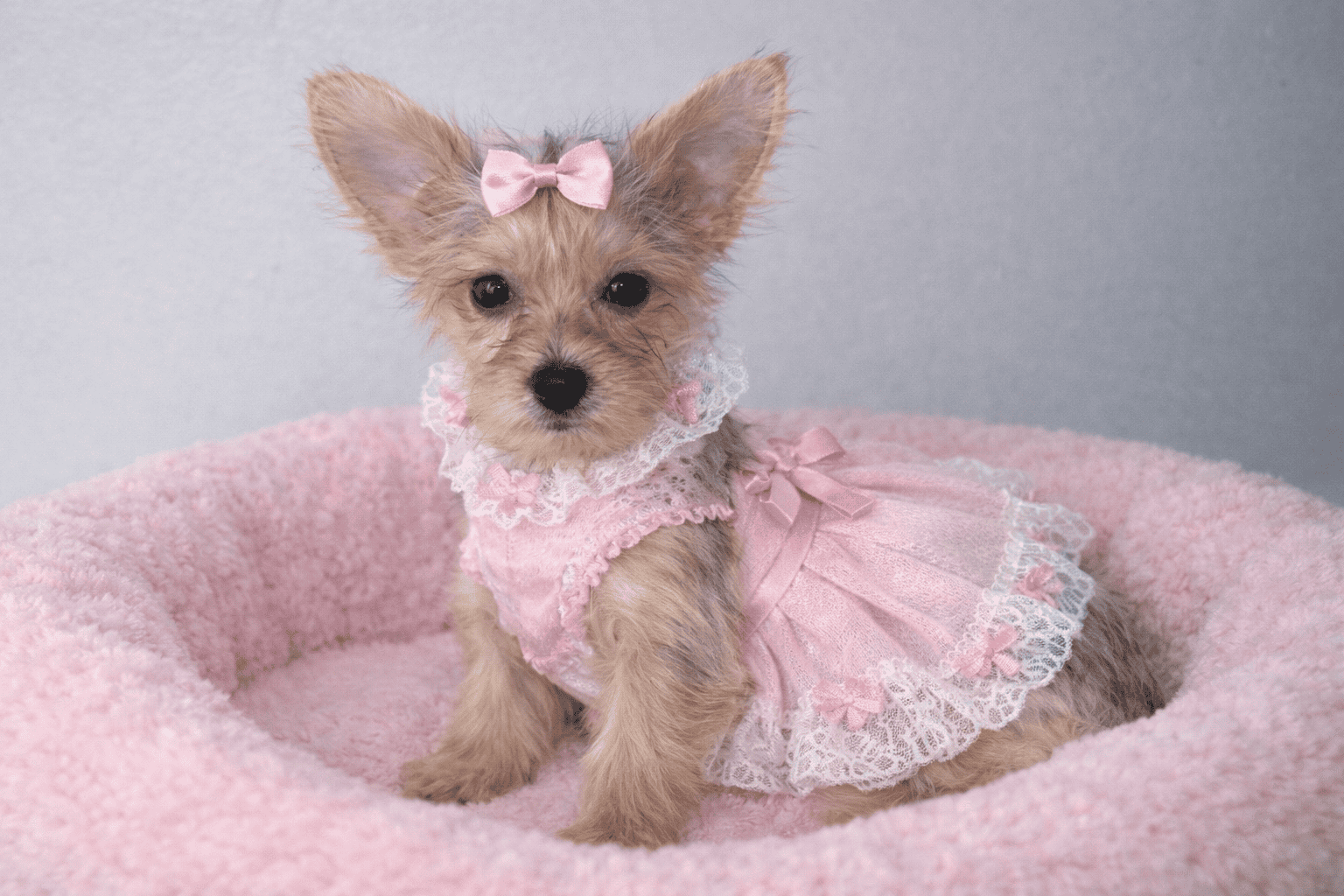 female yorkie image 1