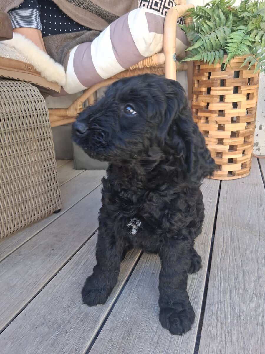 Beautiful female Mini Schnoodle puppy born in 3 Ja image 1