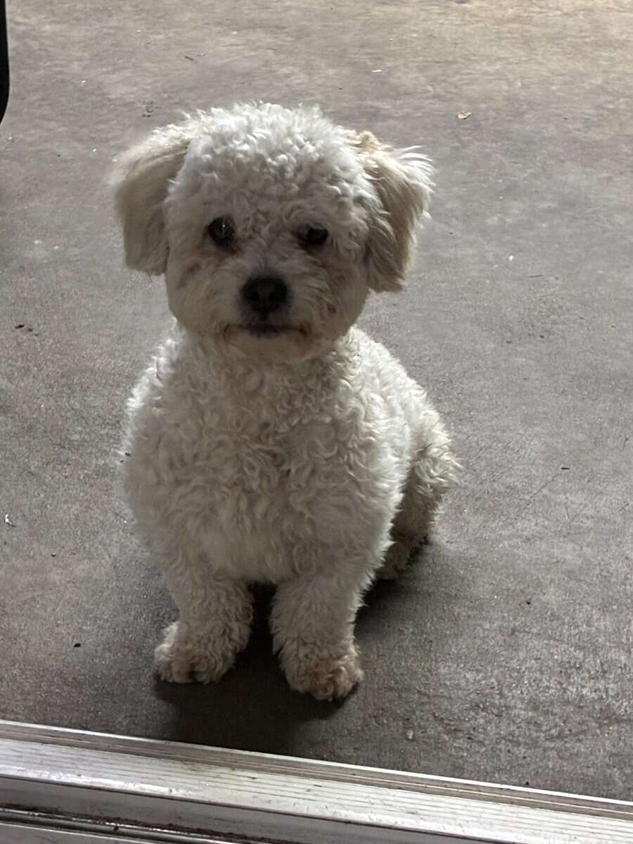 Male Maltipoo image 2