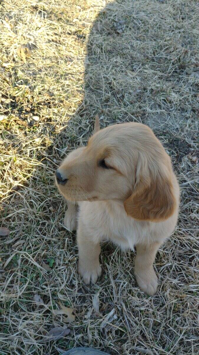 Golden Retriever pup for sale image 3