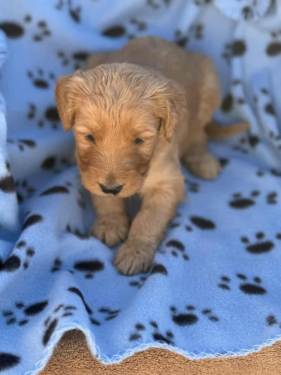 Goldendoodle image 3
