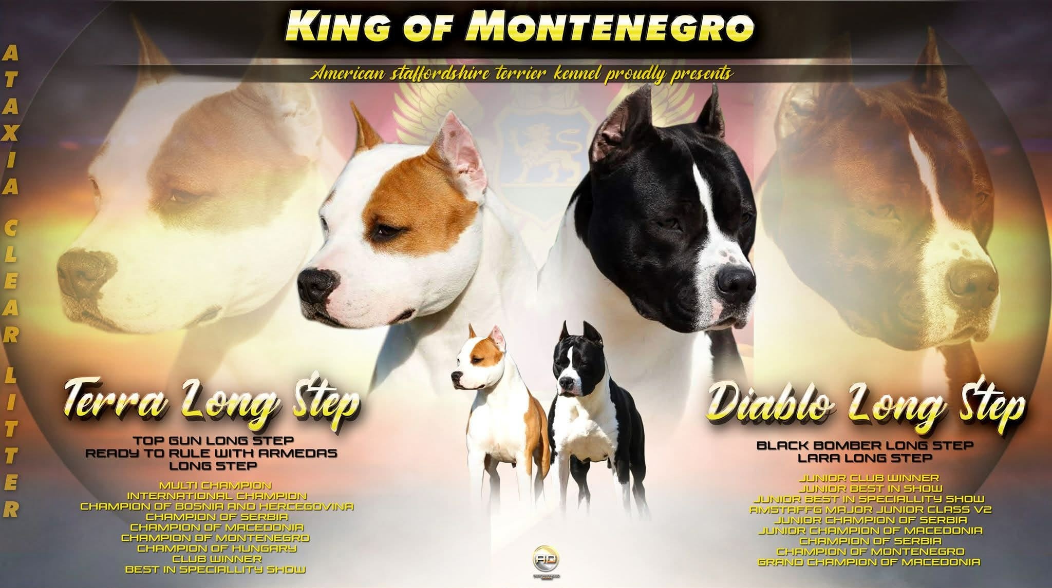 American Staffordshire Terrier puppies image 1