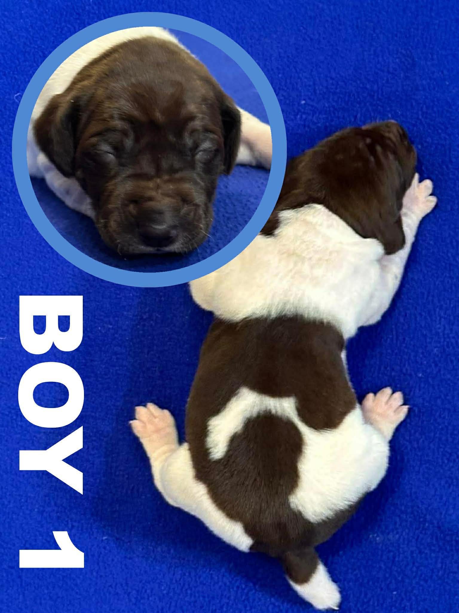 GSP Puppies image 7