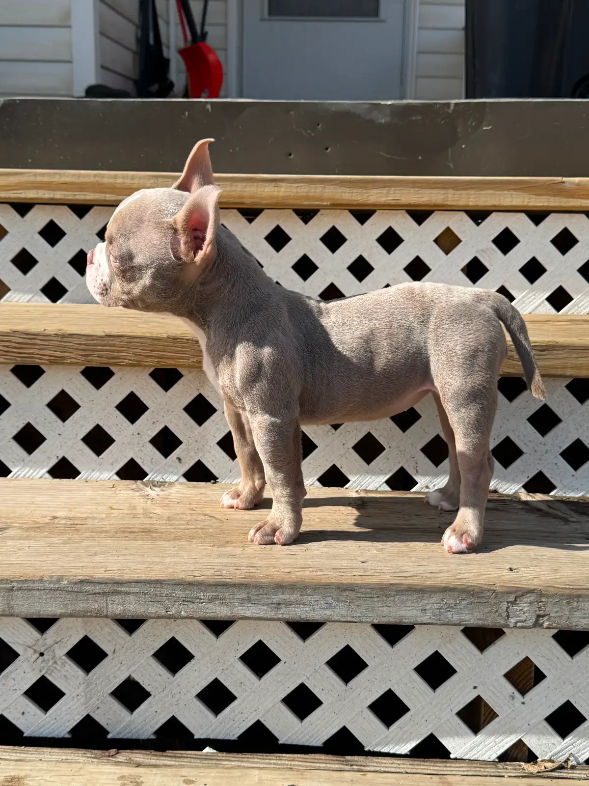 Adorable Nano Bulldog Puppy – Blue Eyes image 3