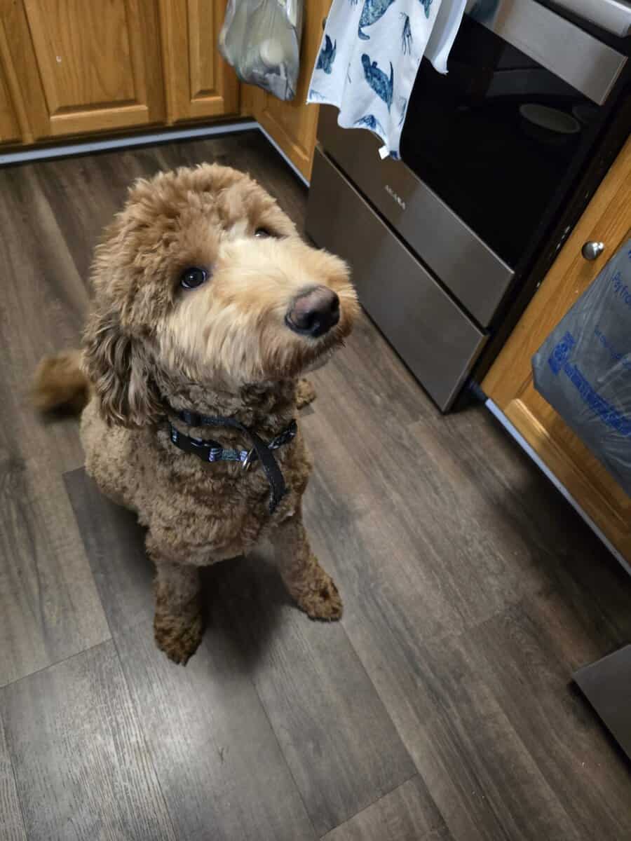 Goldendoodle Male image 2