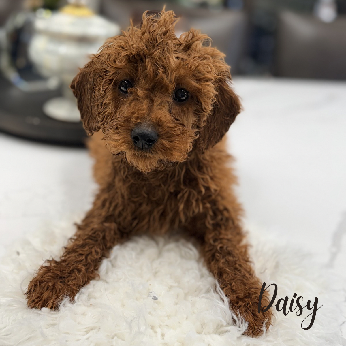 Mini poodle puppies image 1