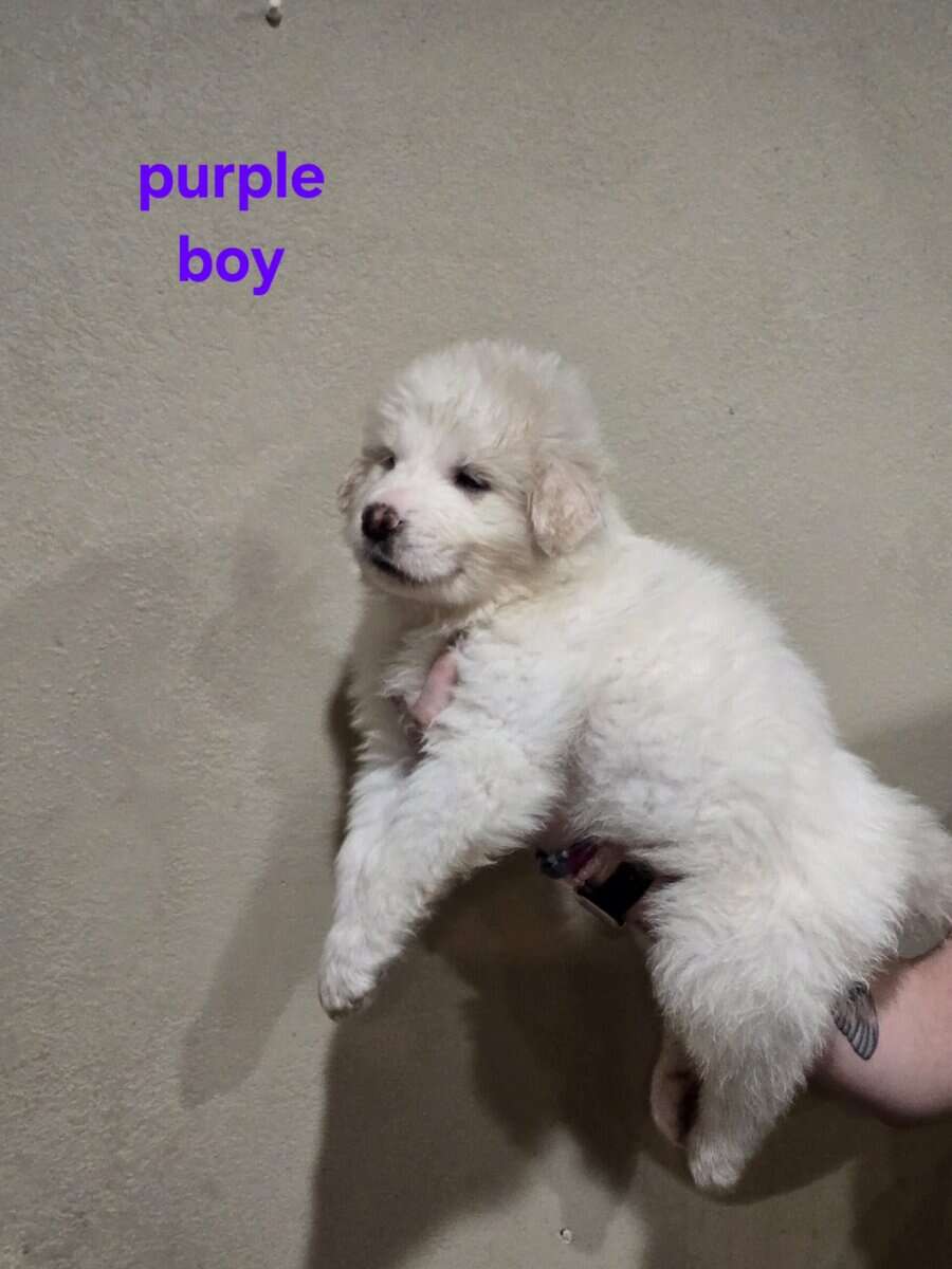 Great pyrenees puppies ready 3/23/26 image 6