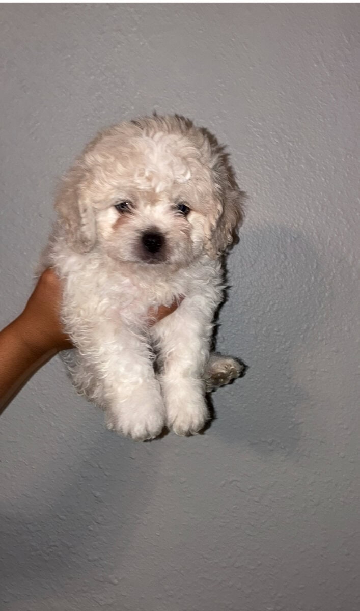 Maltipoo in need of a good home image 2