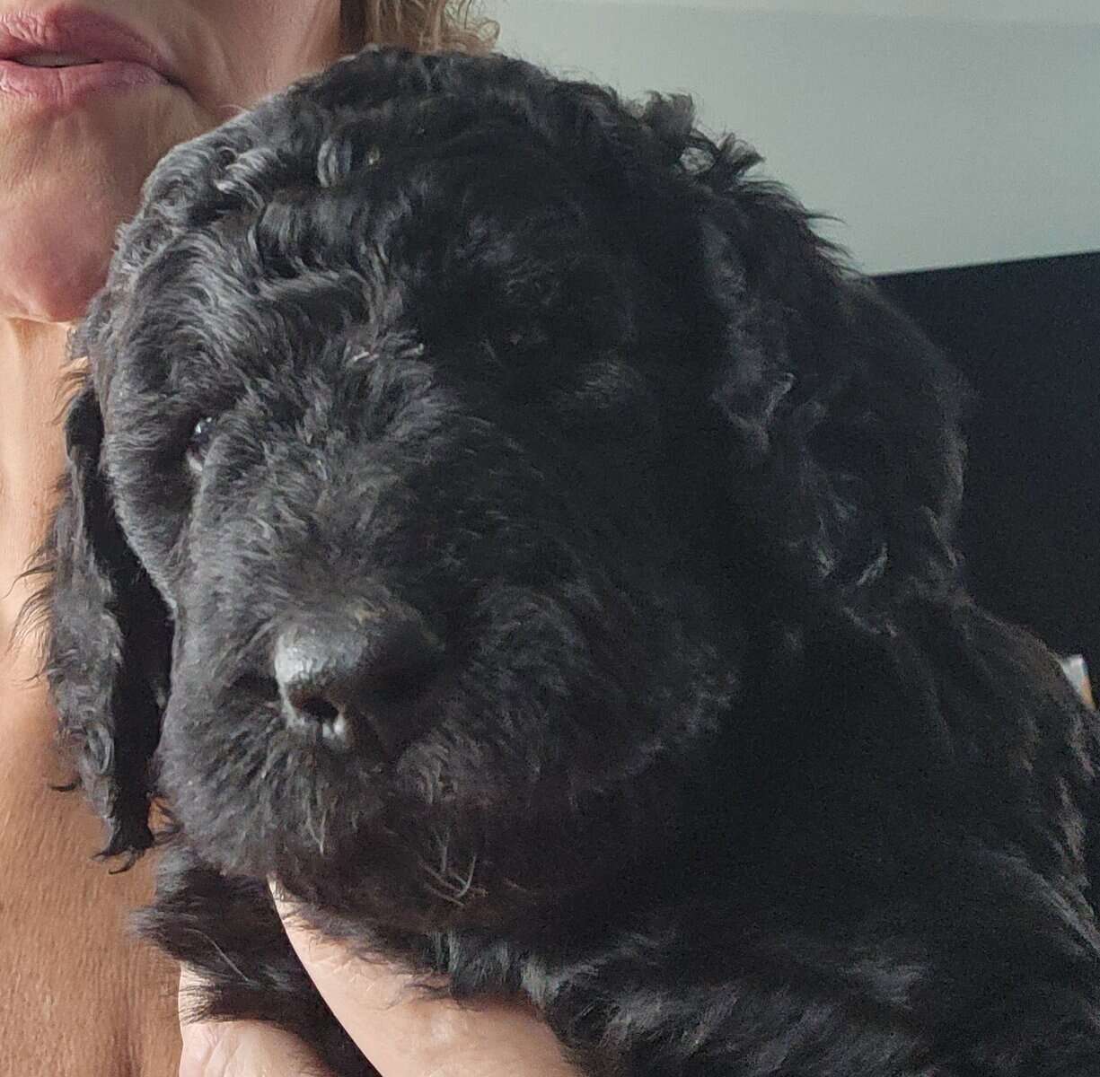 Labradoodle F1b puppies image 11
