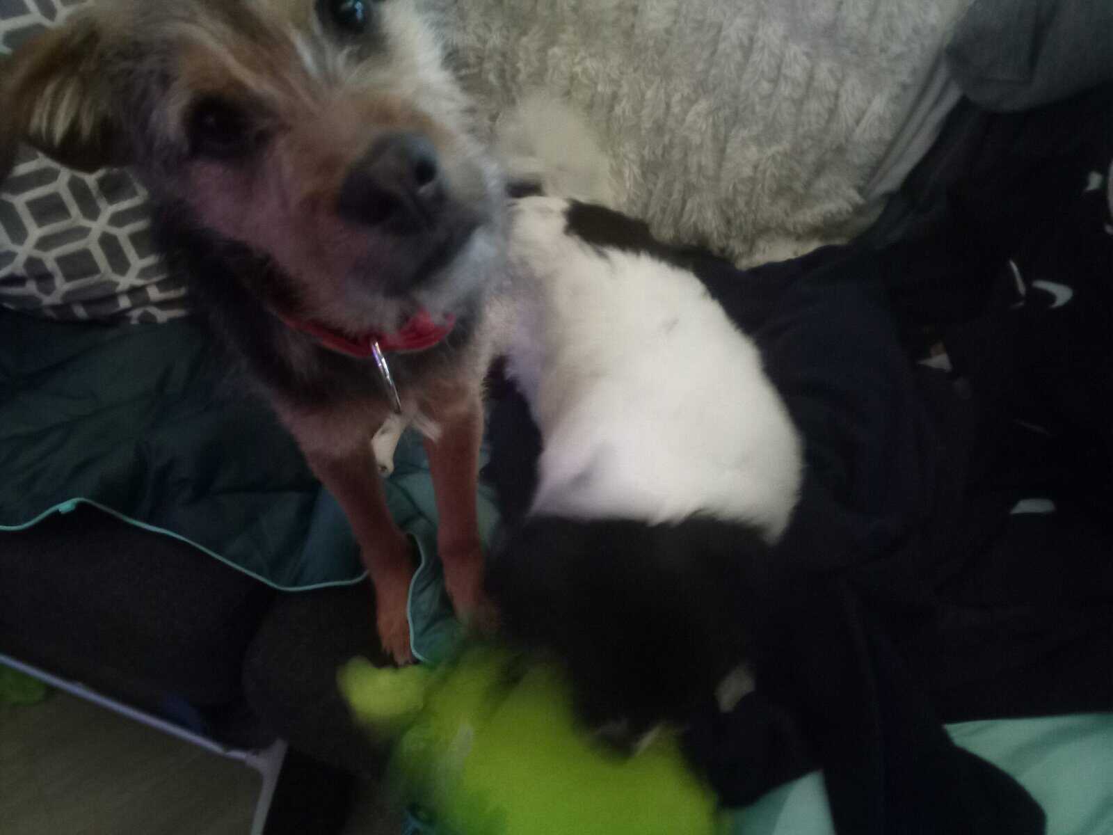 Westy terrier 6 months old image 4