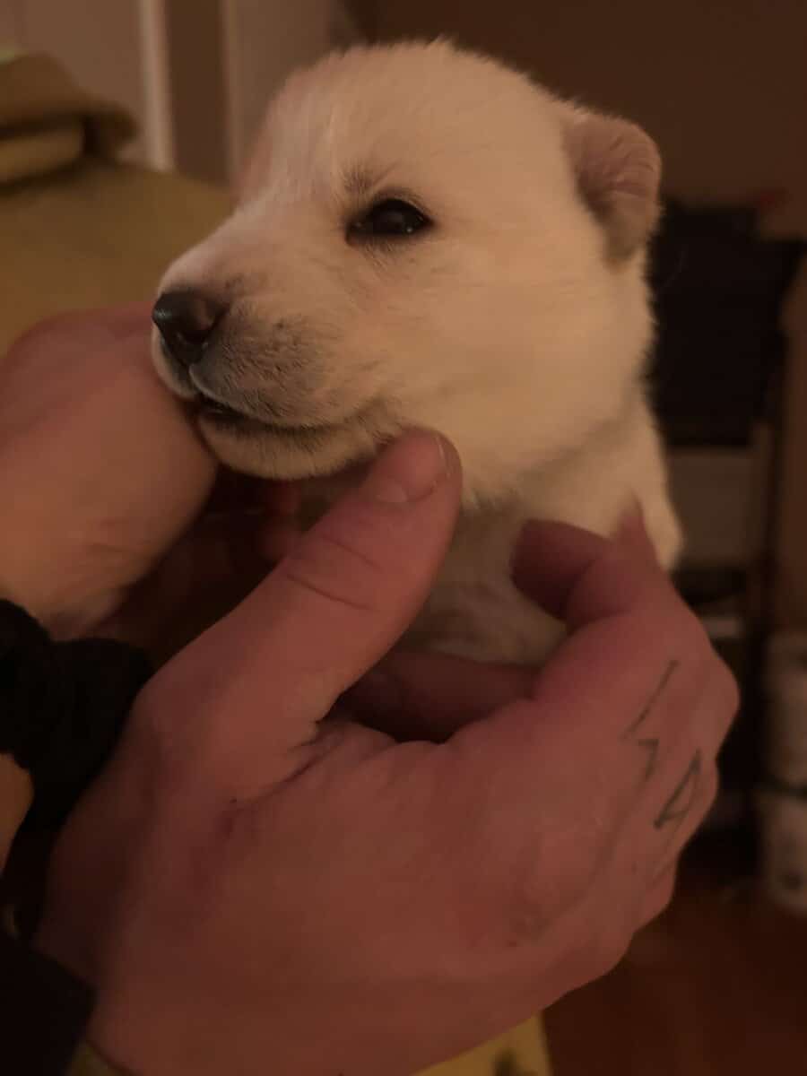 Gerberian Shepherd Puppies image 12