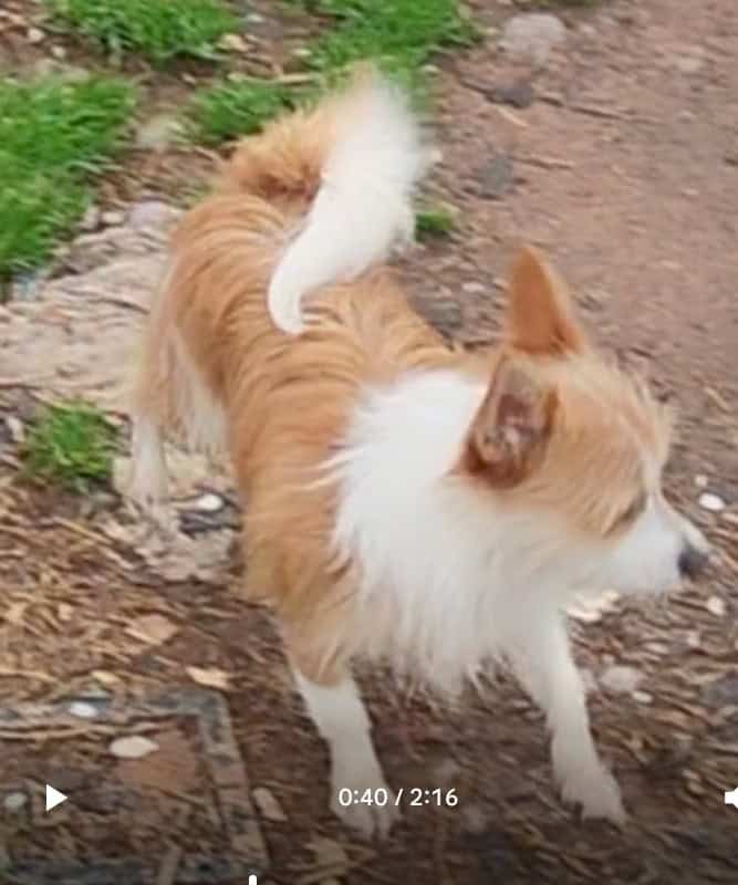 Papshire Terriers image 4